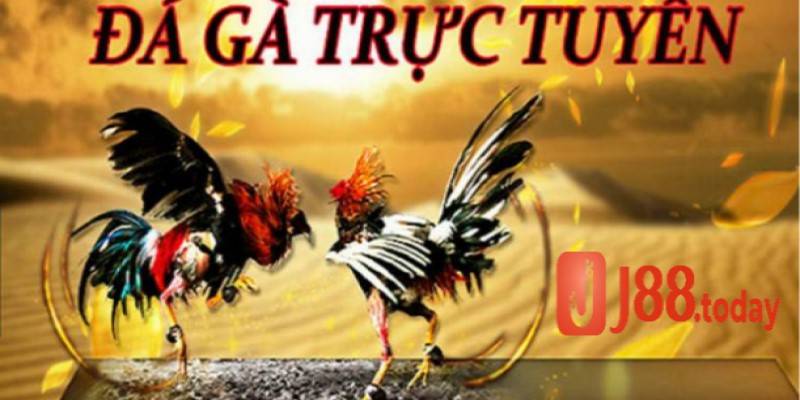 789win_Đá Gà Trực Tuyến Trên Mạng Những Điều Không Thể Bỏ Qua