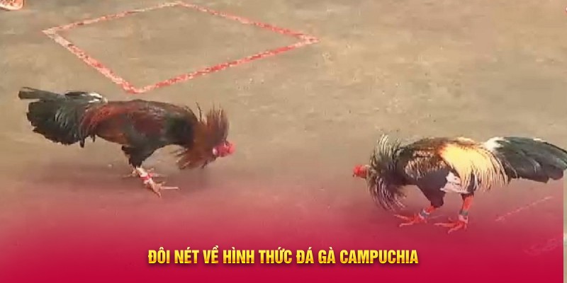 Đôi nét về hình thức đá gà Campuchia