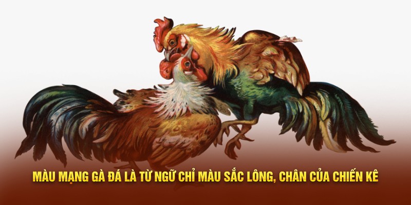 Màu mạng gà đá là từ ngữ chỉ màu sắc lông, chân của chiến kê