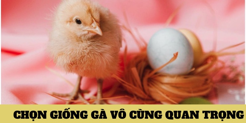 Chọn giống gà tốt giúp bạn sở hữu kê chiến có lối đá cực đỉnh